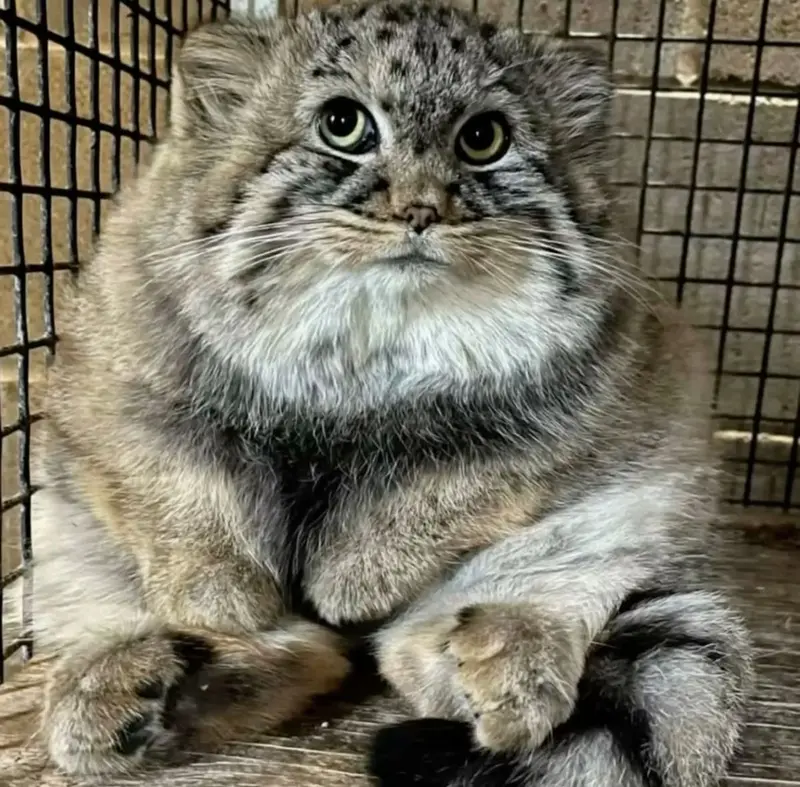 マヌルネコの写真