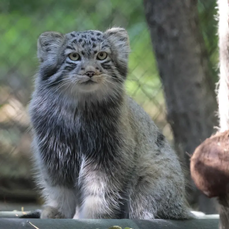 ノヴォシビルスク動物園のロロの息子 b.2026 Ⅱの写真