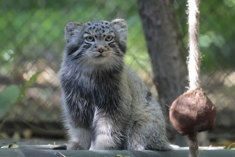 ノヴォシビルスク動物園のロロの息子 b.2026 Ⅱの写真