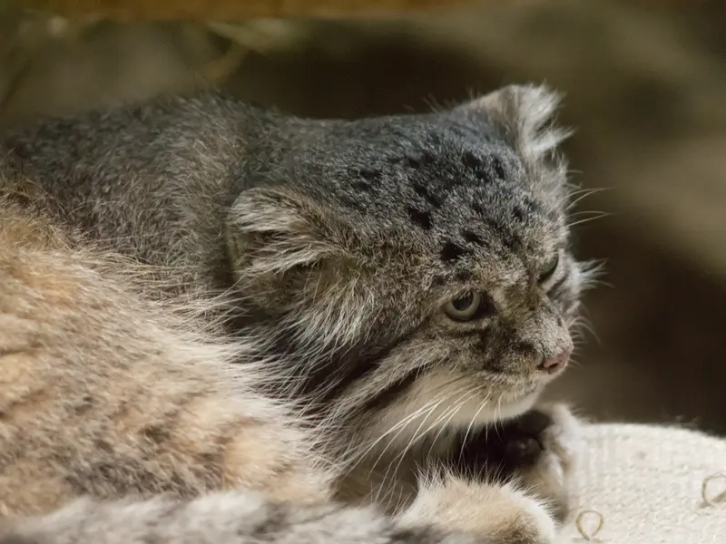 恩賜上野動物園のクリョンの写真