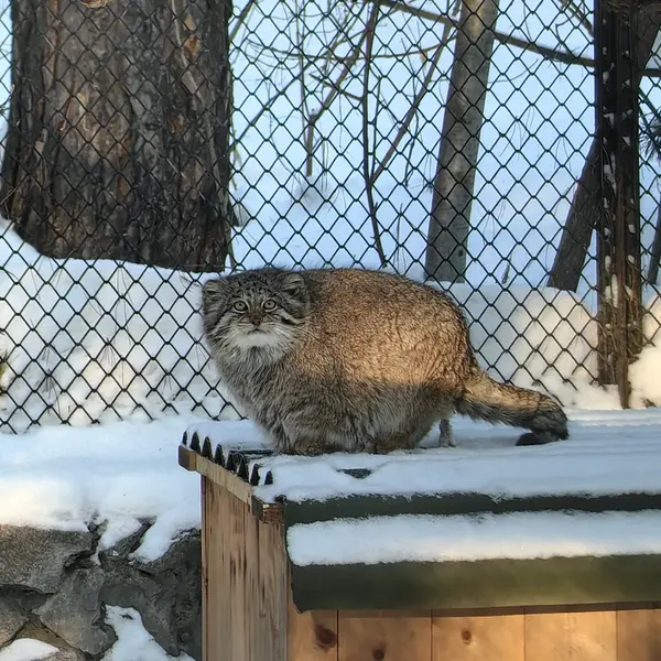 ノヴォシビルスク動物園のミアの写真