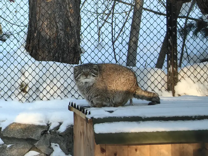 ノヴォシビルスク動物園のミアの写真