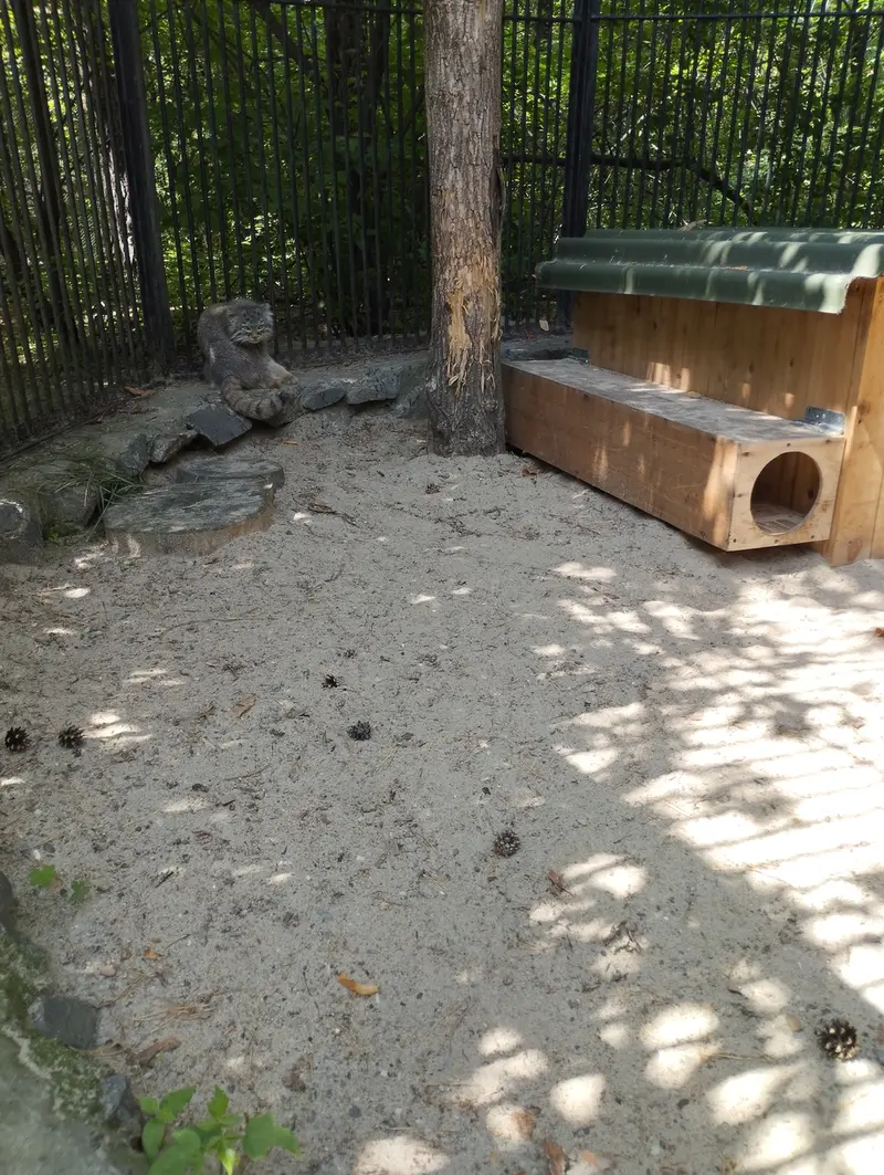 ノヴォシビルスク動物園のマヌルネコの写真