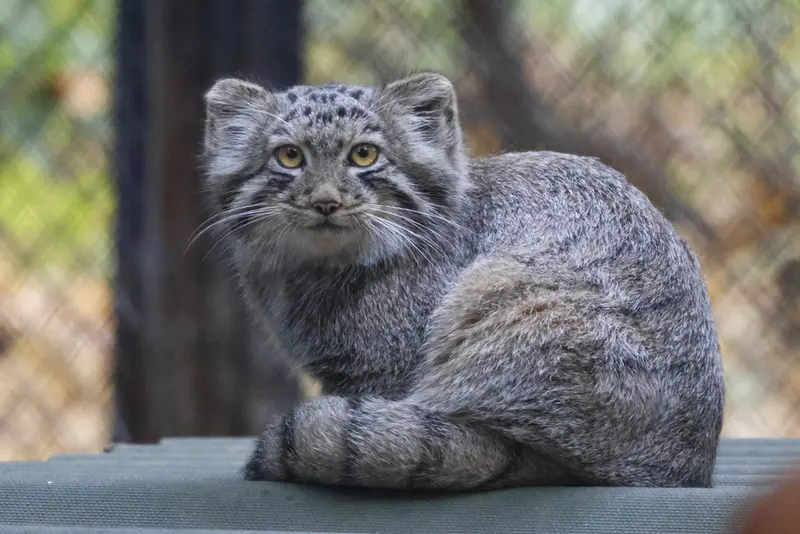 ノヴォシビルスク動物園のマヌルネコの写真