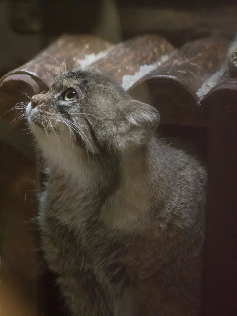 恩賜上野動物園のプリームラの写真