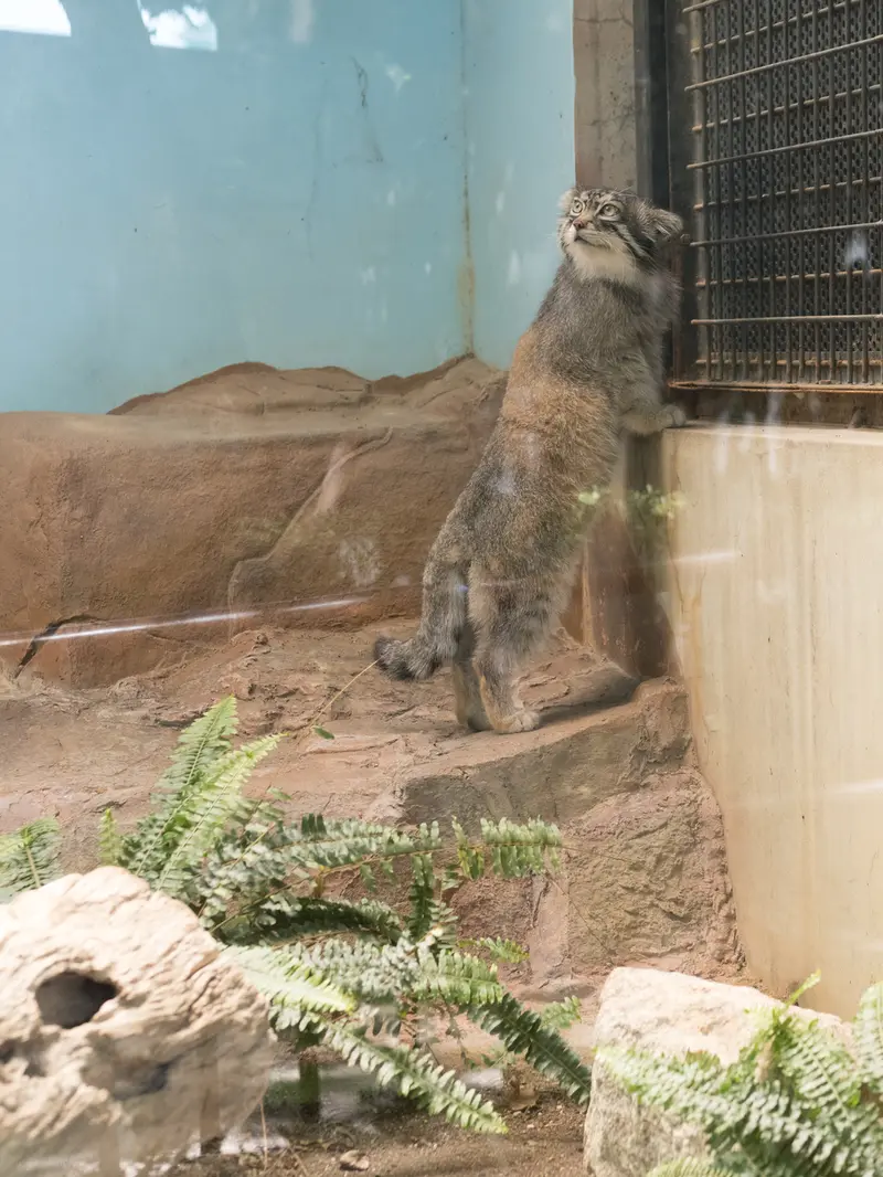 神戸市立王子動物園のイーリスの写真