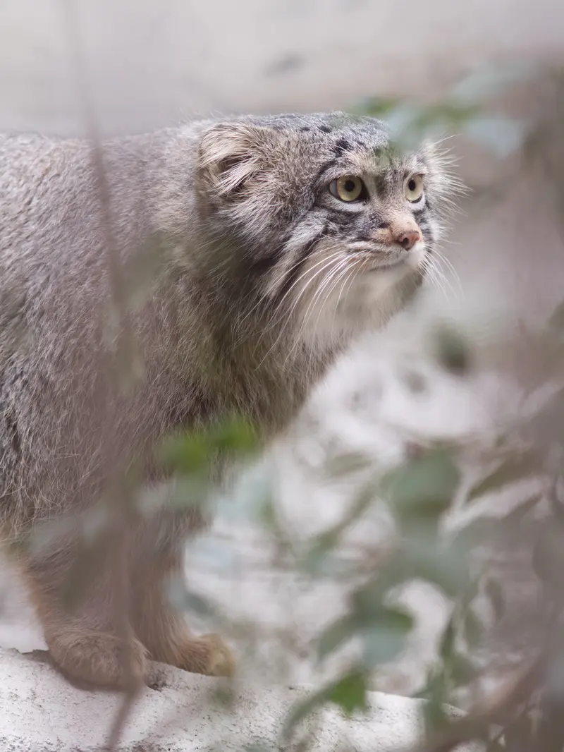 野毛山動物園のフィーガの写真