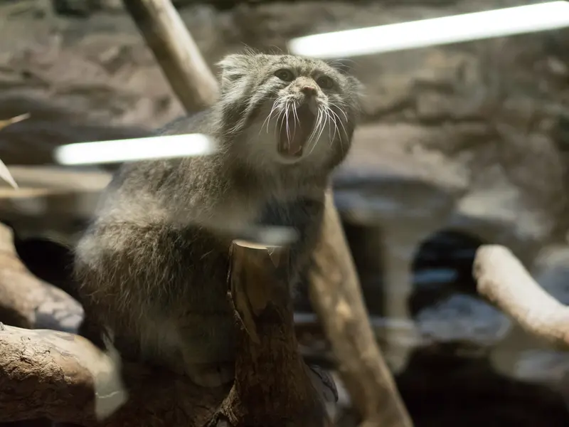 恩賜上野動物園のクリョンの写真