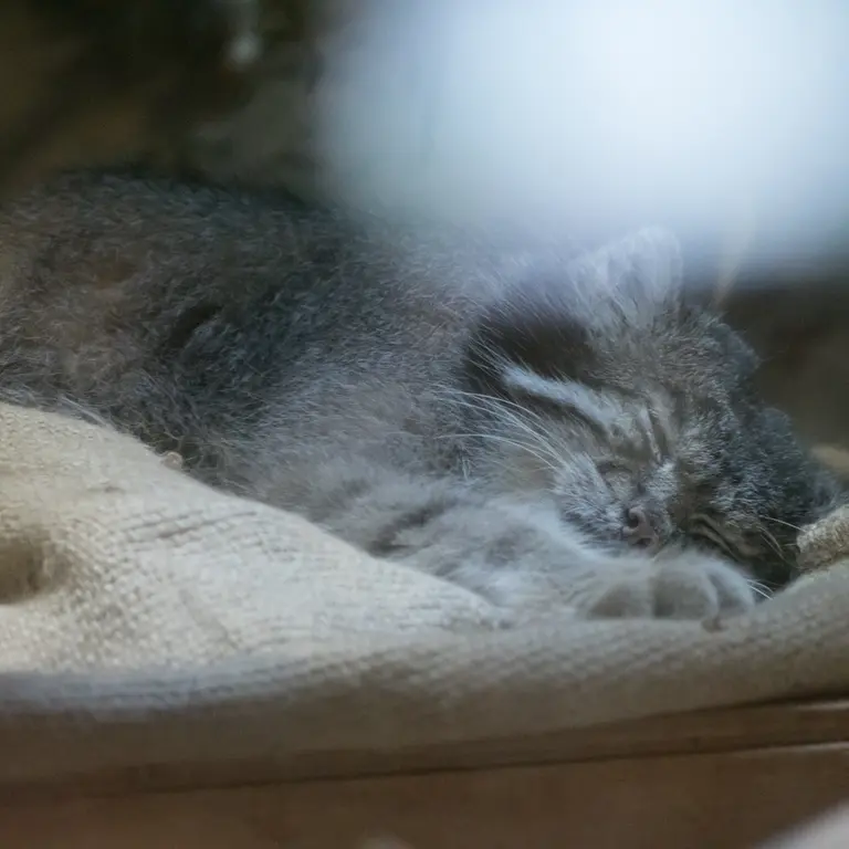 恩賜上野動物園のクリョンの写真