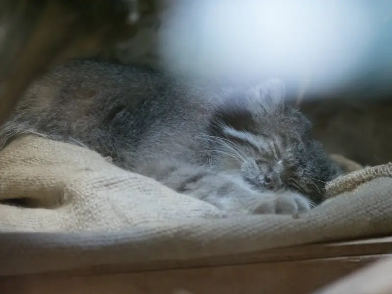 恩賜上野動物園のクリョンの写真