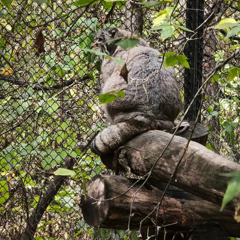ノヴォシビルスク動物園のゾーシャの写真