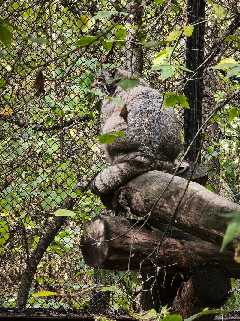 ノヴォシビルスク動物園のゾーシャの写真