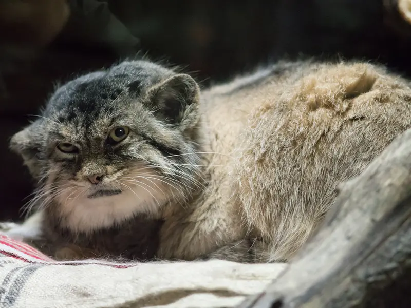 恩賜上野動物園のプリームラの写真