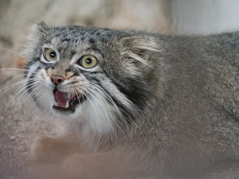 野毛山動物園のフィーガの写真