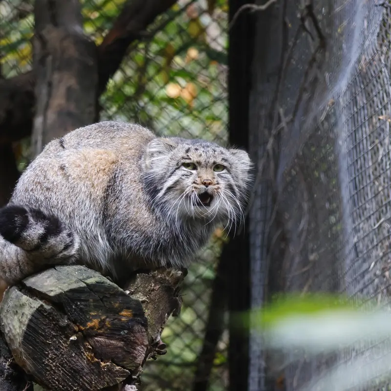 ノヴォシビルスク動物園のグレイの写真
