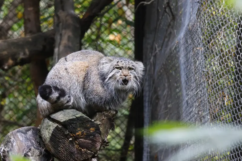 ノヴォシビルスク動物園のグレイの写真