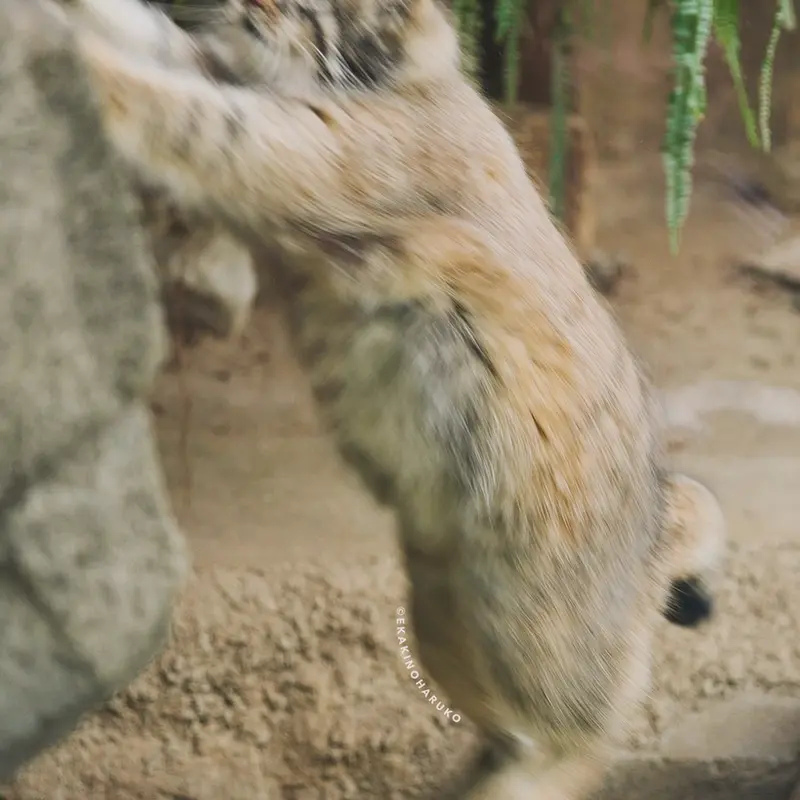 神戸どうぶつ王国のアズの写真