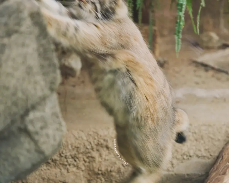 神戸どうぶつ王国のアズの写真