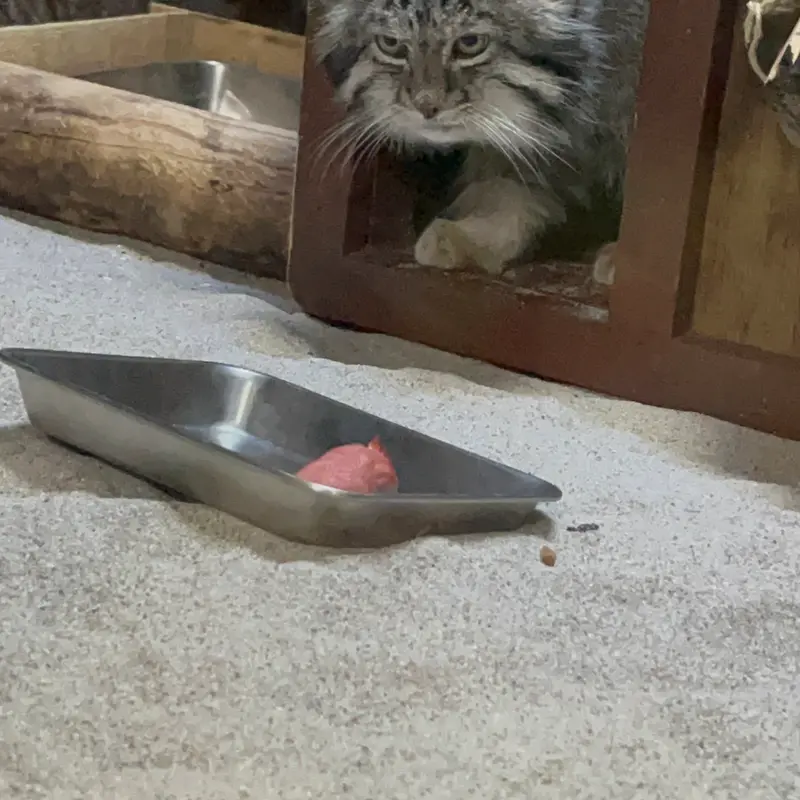 恩賜上野動物園のクリョンの写真