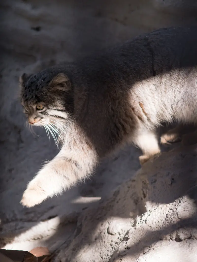 野毛山動物園のフィーガの写真