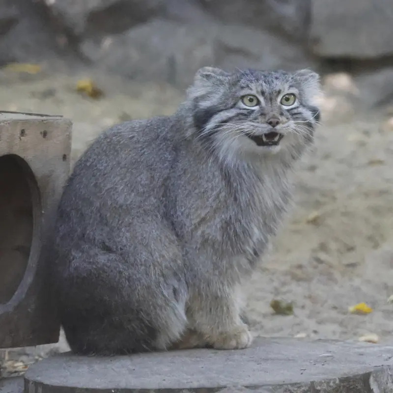 ノヴォシビルスク動物園のスネジャナの写真