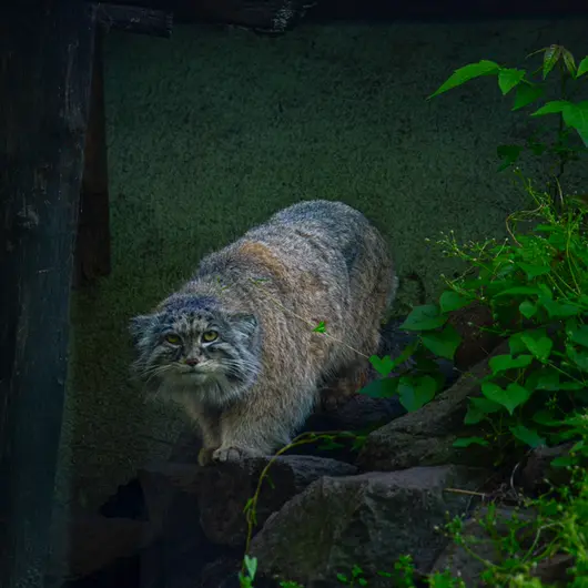 ブダペスト動物園・植物園のボフスの写真
