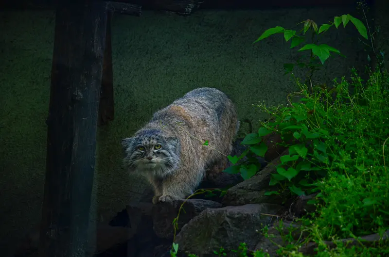 ブダペスト動物園・植物園のボフスの写真