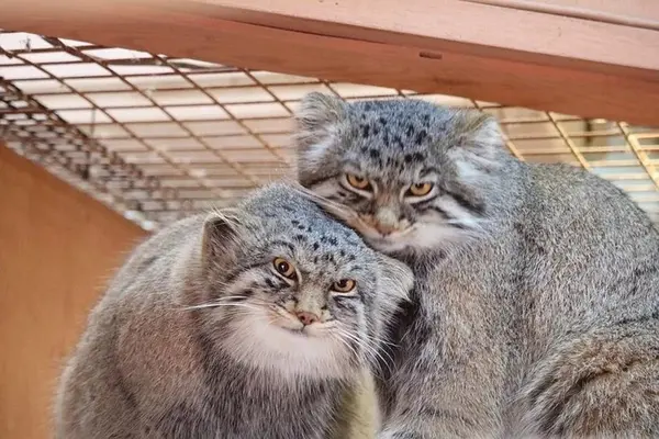 マヌルネコの写真