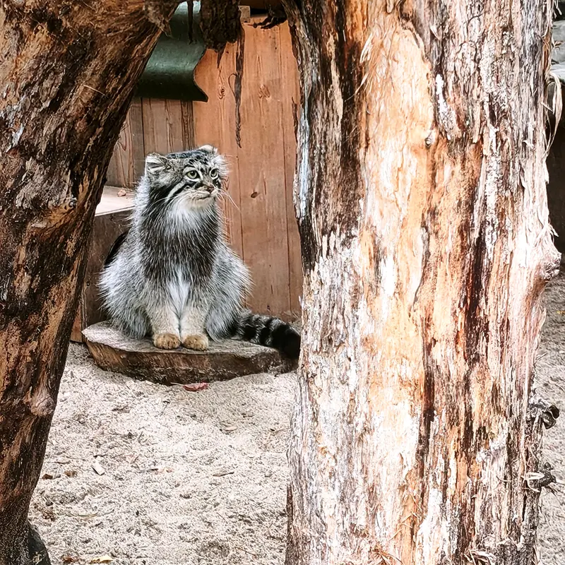 ノヴォシビルスク動物園のアーニャの写真