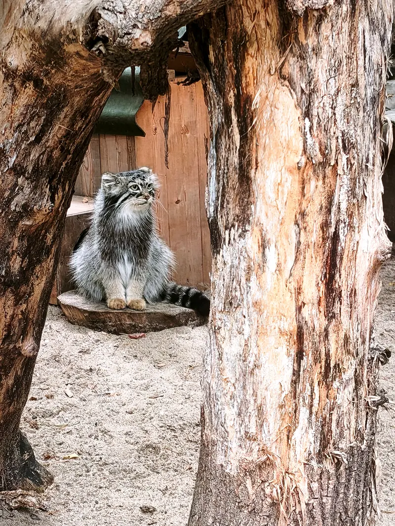 ノヴォシビルスク動物園のアーニャの写真