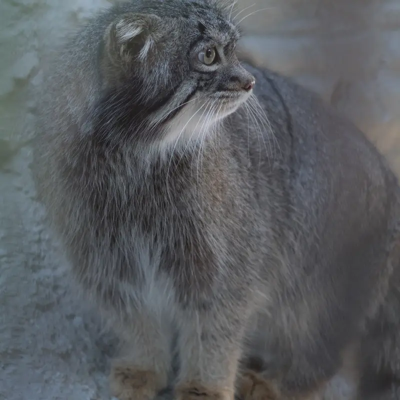 野毛山動物園のフィーガの写真