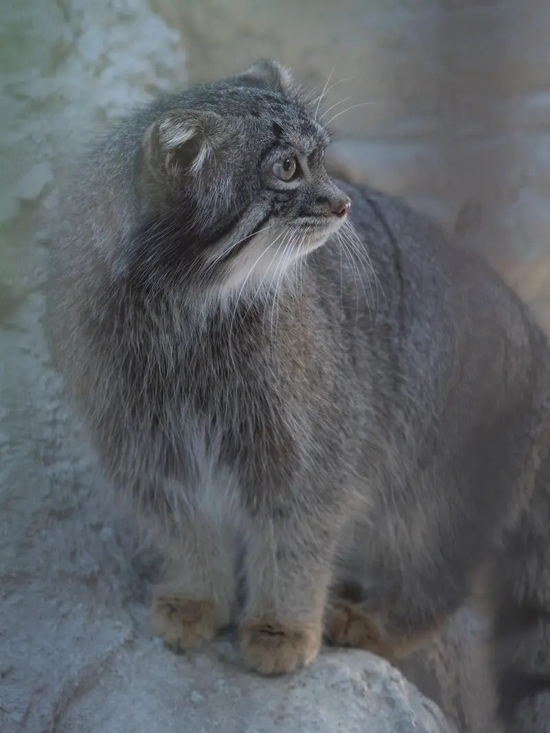 野毛山動物園のフィーガの写真