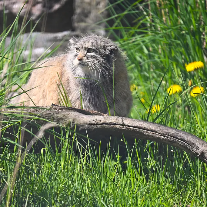 コルケアサーリ動物園のミミの写真