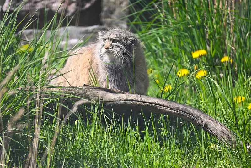 コルケアサーリ動物園のミミの写真