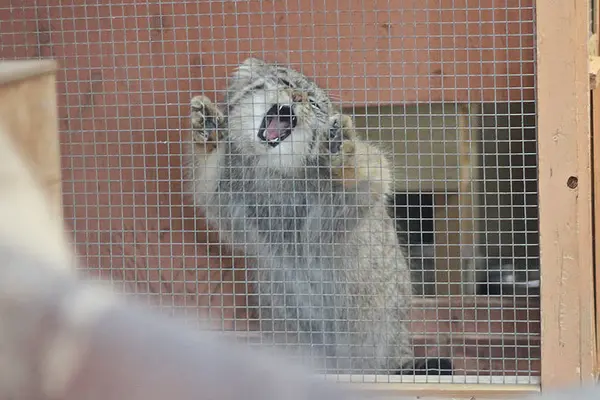 埼玉県こども動物自然公園のレフの写真
