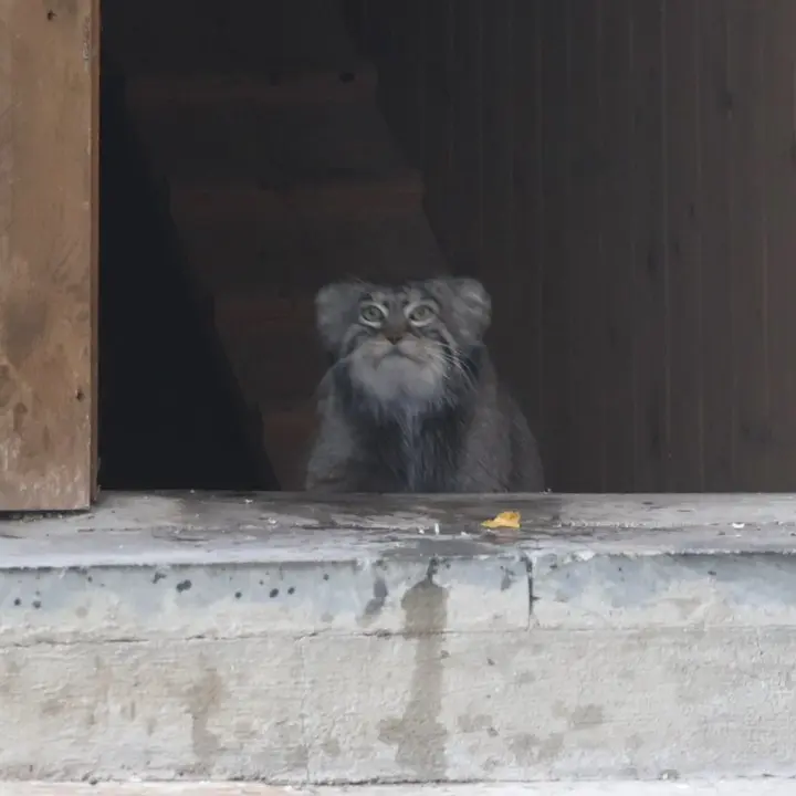 モスクワ動物園のティモフェイの写真