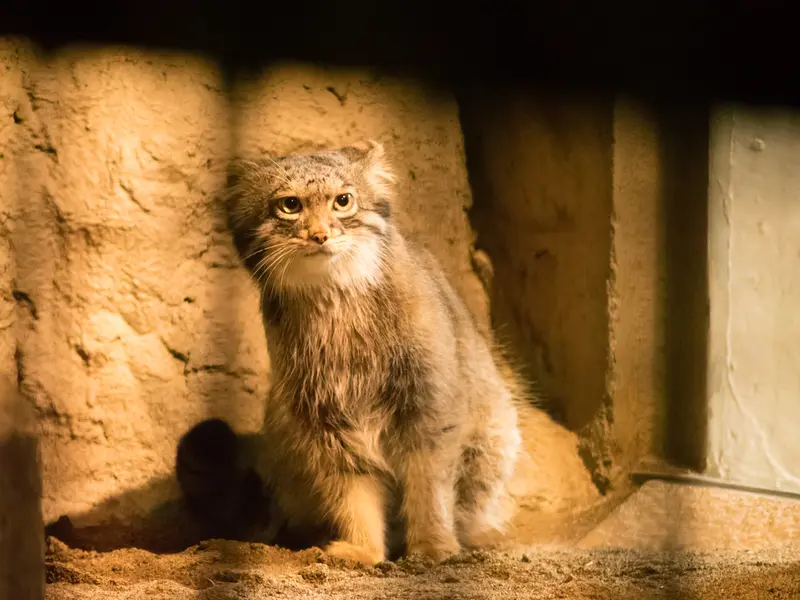 野毛山動物園のフィーガの写真