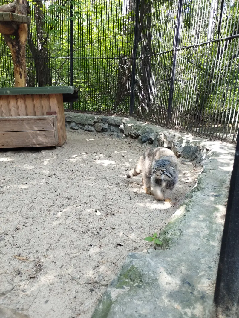 ノヴォシビルスク動物園のマヌルネコの写真
