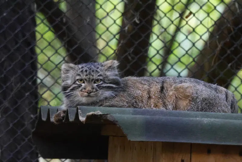 ノヴォシビルスク動物園のマヌルネコの写真