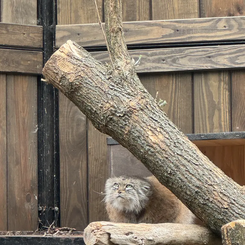 ワルシャワ動物園のジェシーの写真