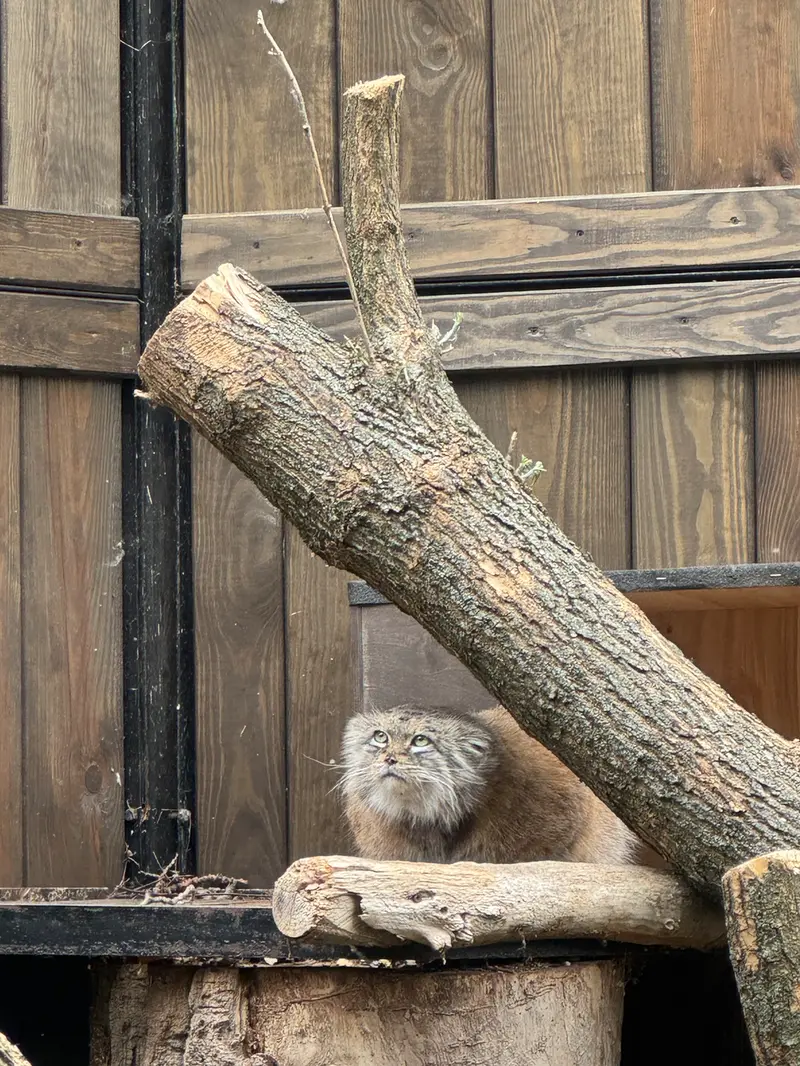 ワルシャワ動物園のジェシーの写真