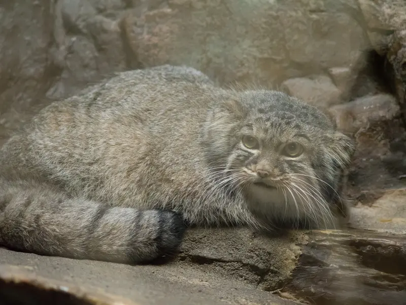 恩賜上野動物園のサフランの写真