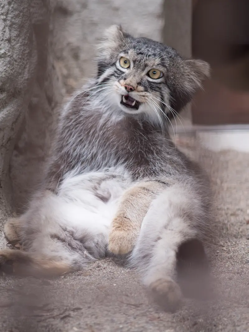 野毛山動物園のフィーガの写真