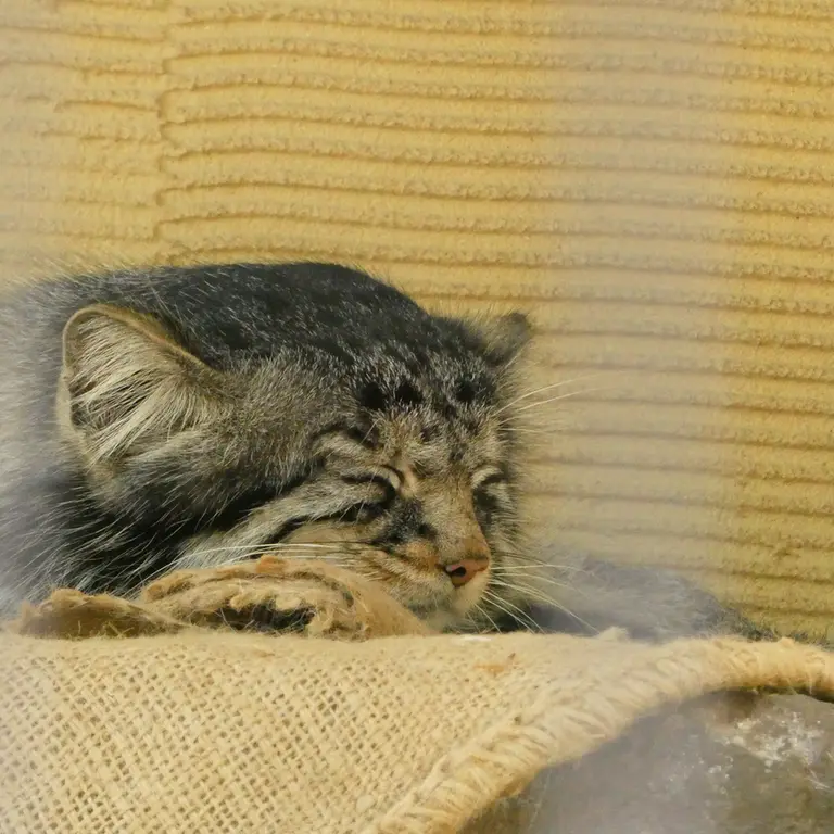 旭山動物園のヒデの写真