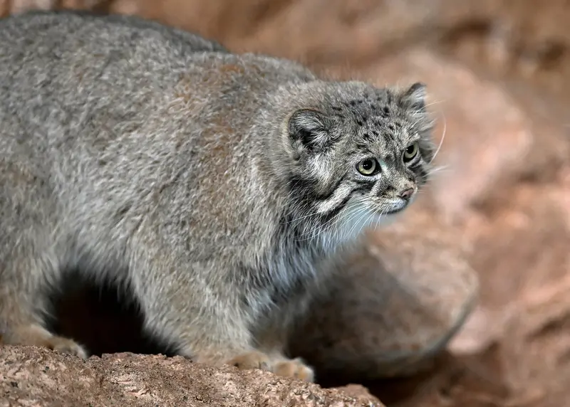 ブルックフィールド動物園シカゴのルビーの写真