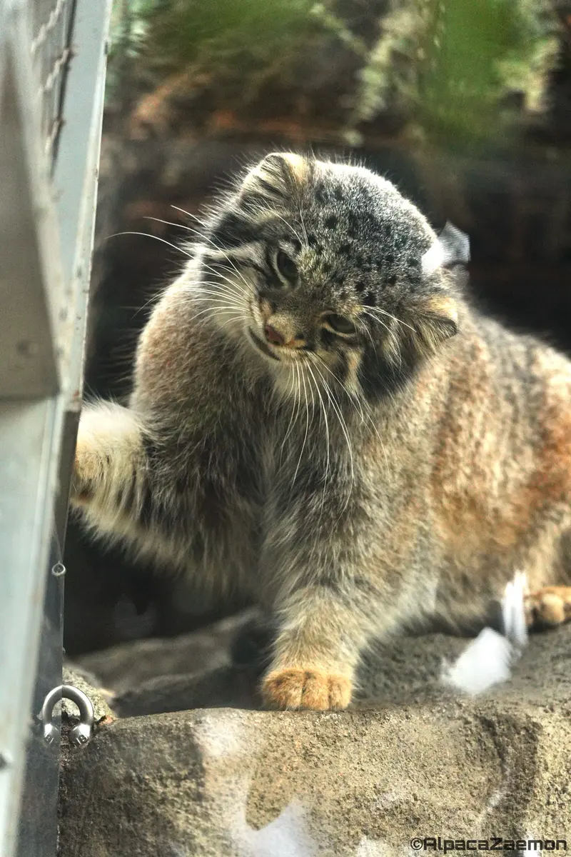 神戸どうぶつ王国のオトの写真