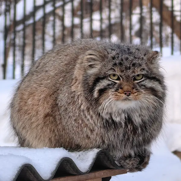 ノヴォシビルスク動物園のレオンの写真