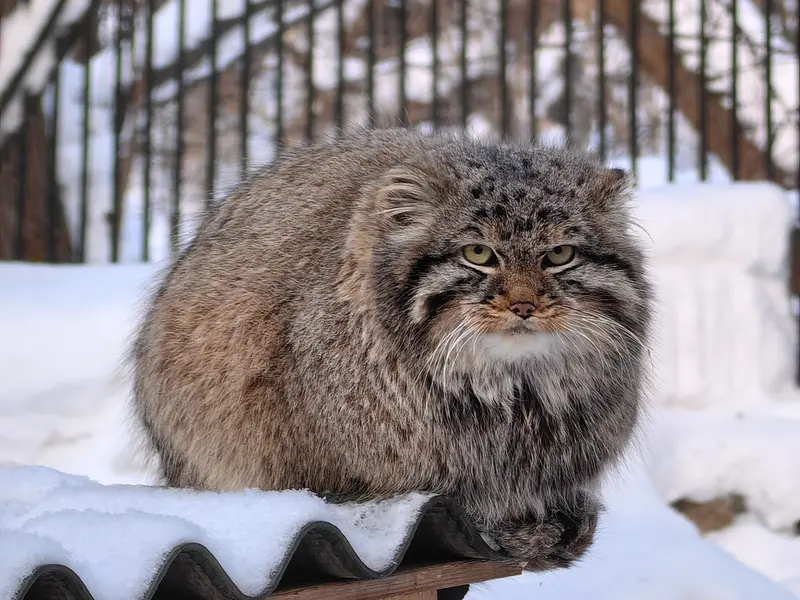 ノヴォシビルスク動物園のレオンの写真