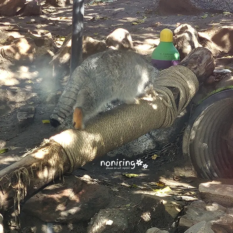 プエブロ動物園のオリーブの写真