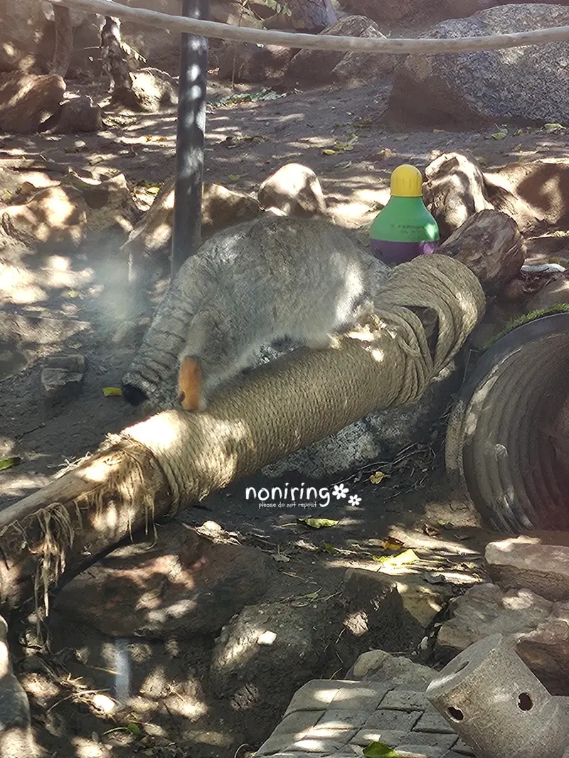 プエブロ動物園のオリーブの写真